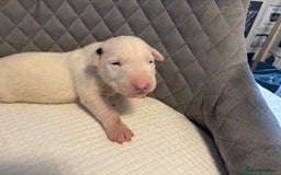 English Bull Terrier dogs for sale: Champion Bloodline English Bull Terrier Puppies  - Image 25
