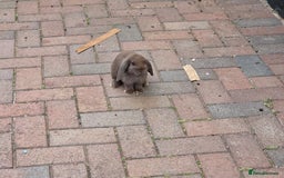 Mini Lop rabbits for sale: beautiful mini lops ready for new homes  - Image 7