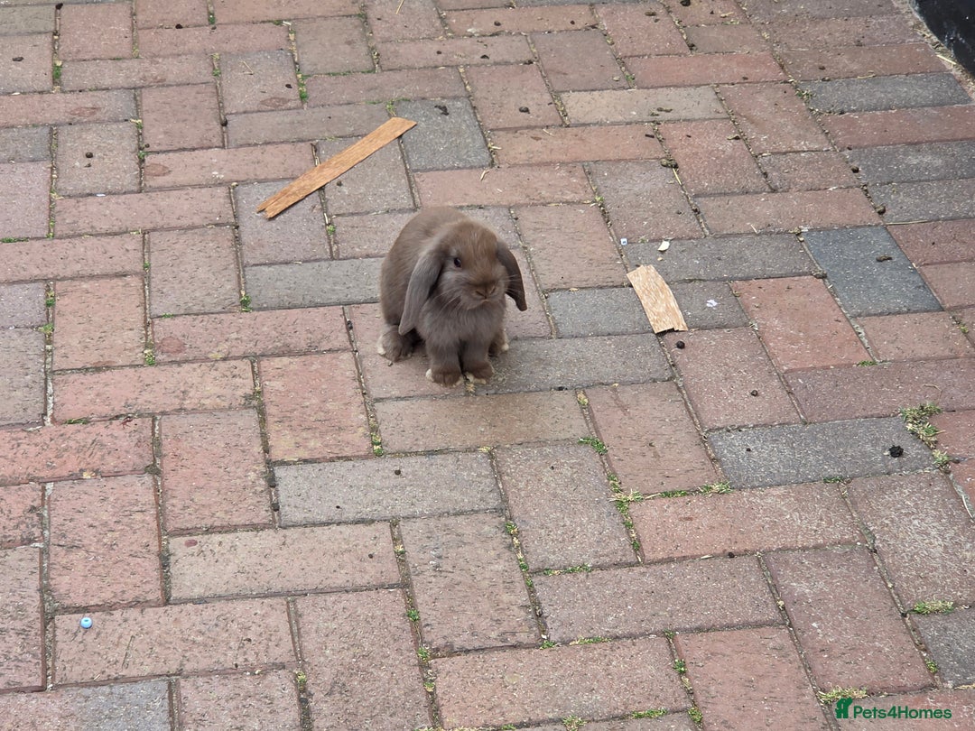 Mini Lop rabbits for sale: beautiful mini lops ready for new homes  - Image 7