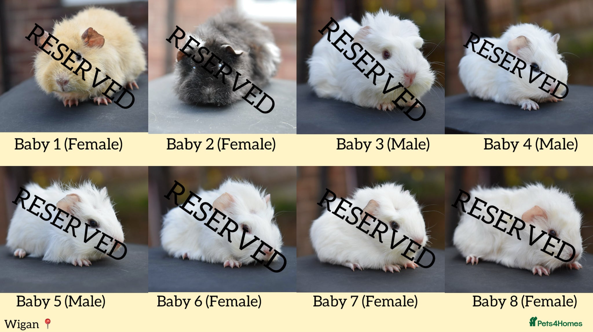 Guinea Pig rodents 8 Baby Guinea Pigs Looking For New Homes - Advert 6