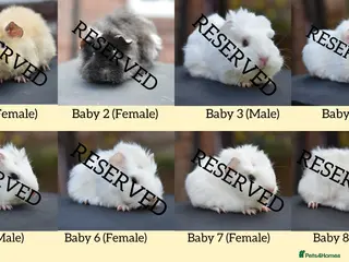 Guinea Pig rodents 8 Baby Guinea Pigs Looking For New Homes - Advert 6
