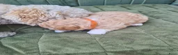 Shihpoo dogs for sale: Shihpoo puppys - Advert 10