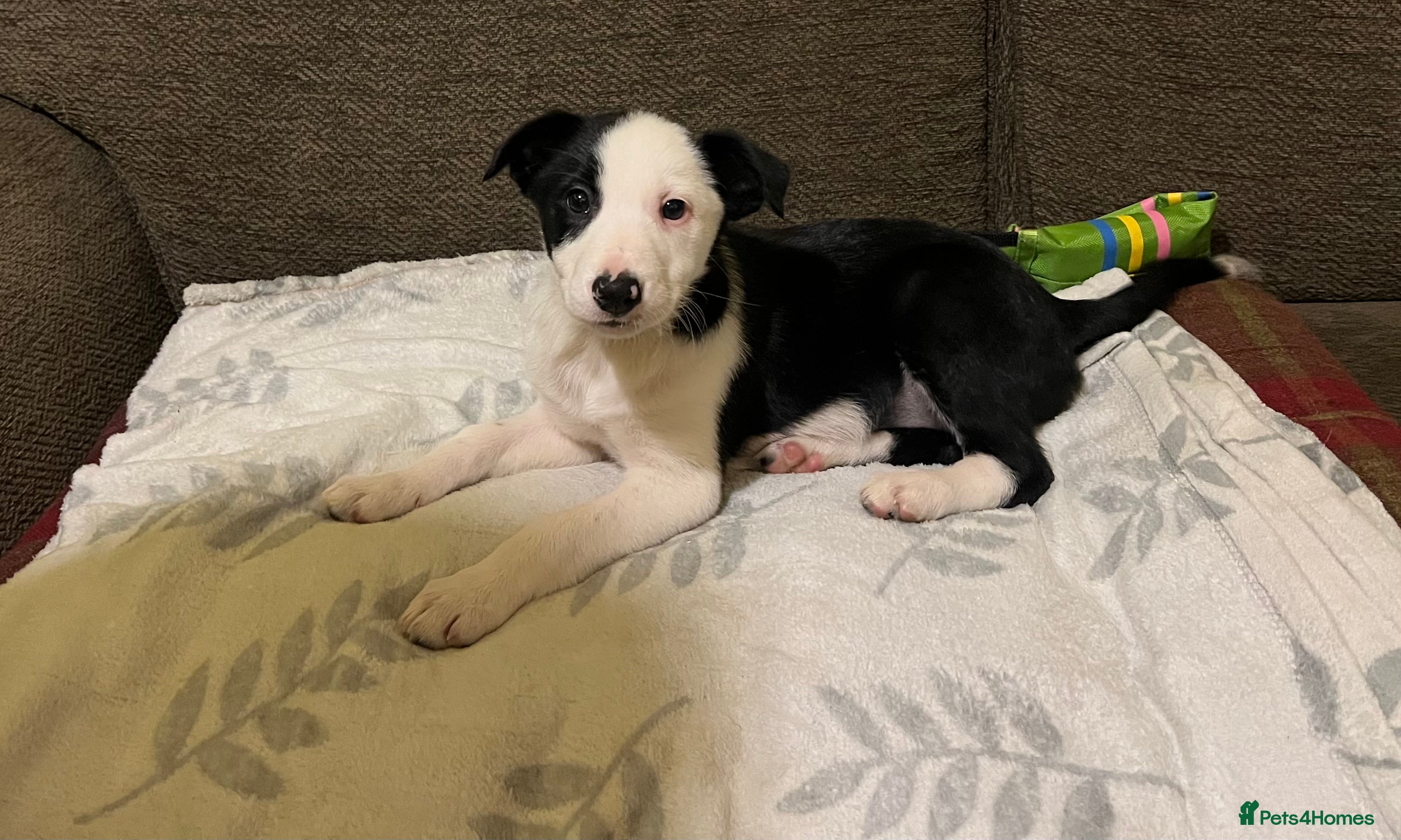Border Collie dogs GIRL PUP READY FOR NEW HOME  - Advert 4