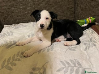 Border Collie dogs GIRL PUP READY FOR NEW HOME - Advert 16