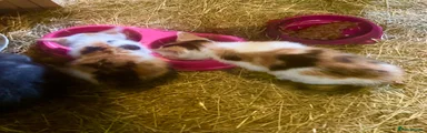 Mixed Breed 5