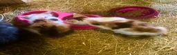 Mixed Breed cats for sale: Kittens in Belper - Advert 2