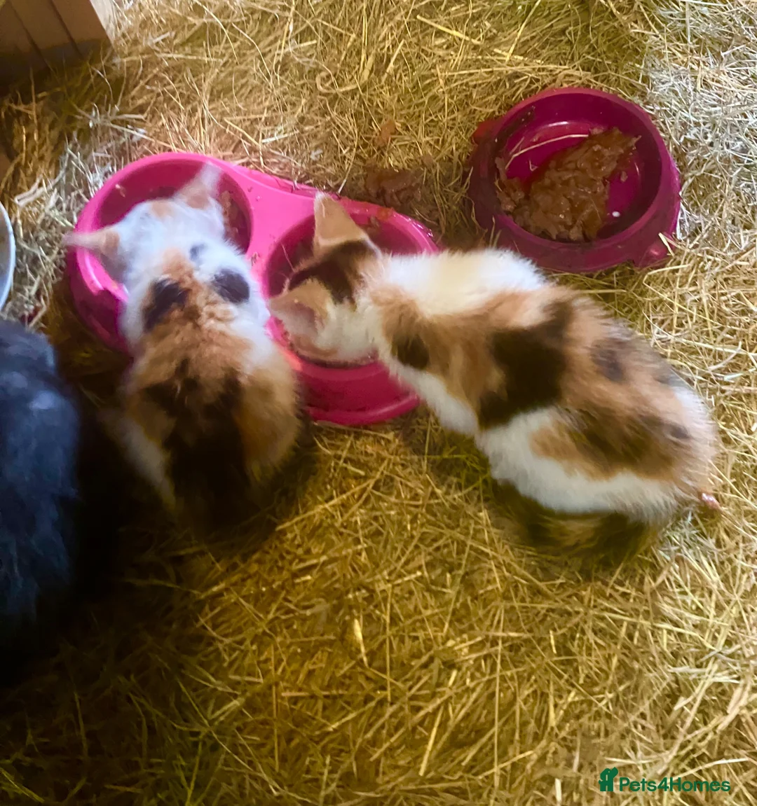 Mixed Breed cats for sale: Kittens in Belper - Advert 2