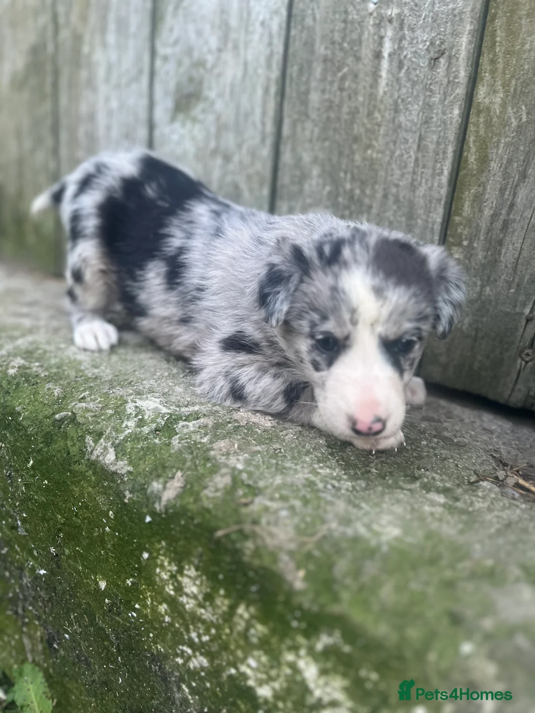 Mixed Breed dogs for sale: Border collie puppies - Advert 2