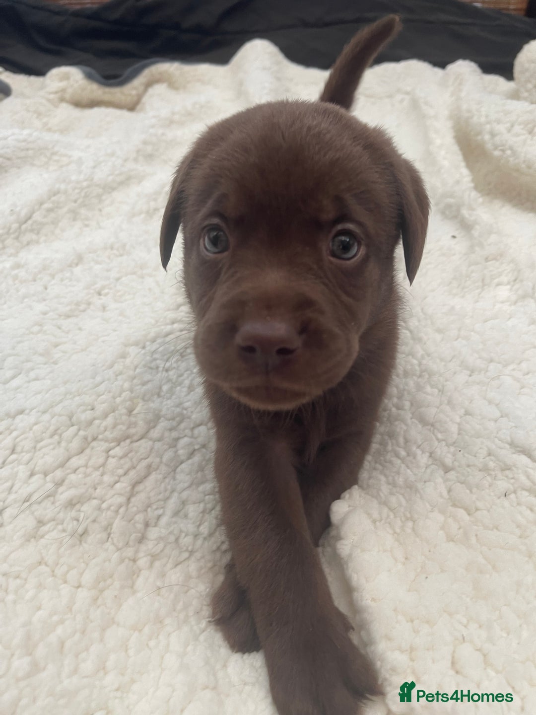 Labrador Retriever dogs for sale: Labrador Puppies Chocolate & Golden For Sale - Advert 12