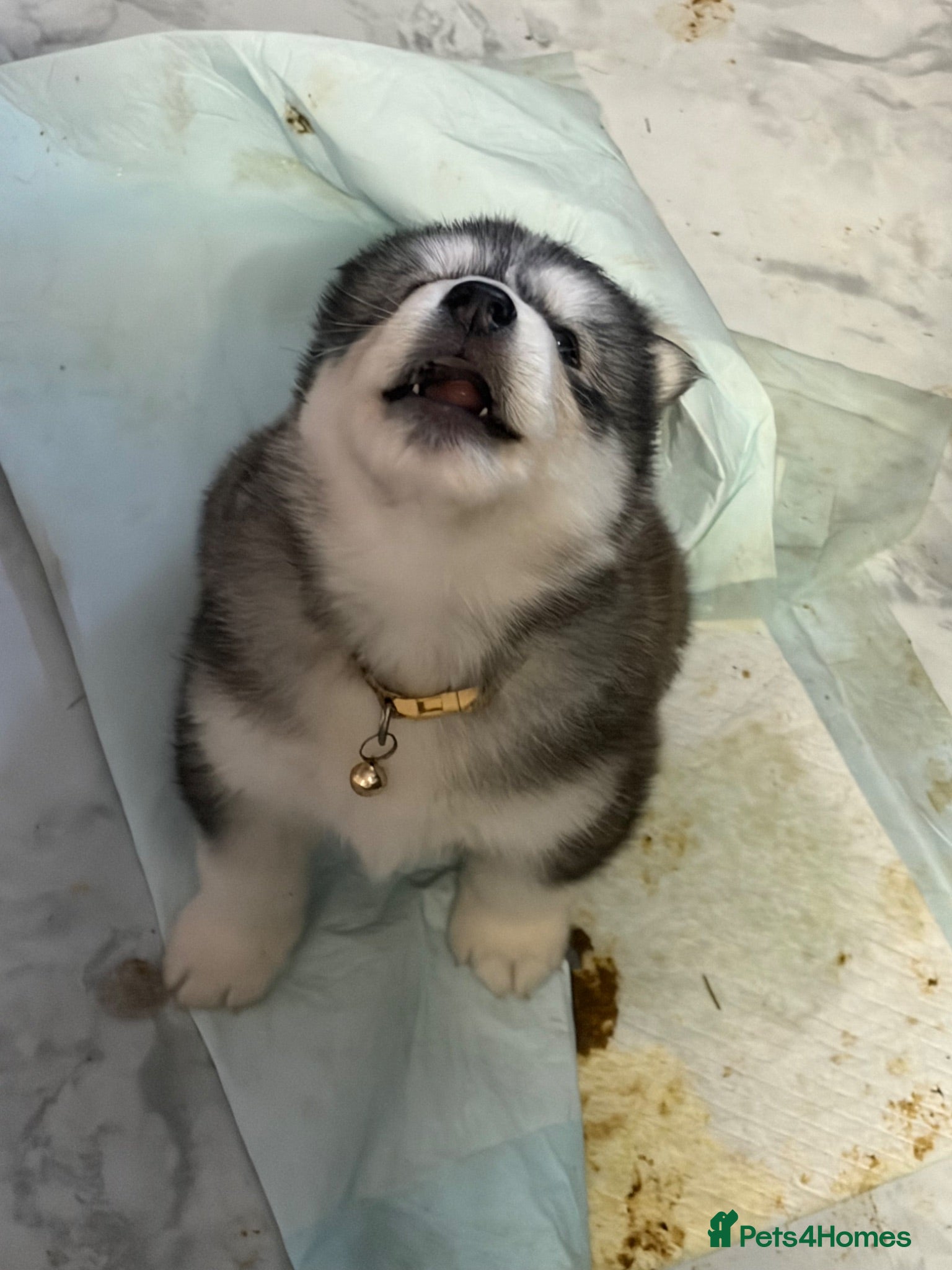 Siberian Husky dogs Stunning husky pups  - Advert 2