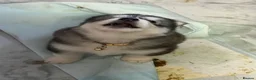 Siberian Husky dogs for sale: Stunning husky pups  - Advert 12