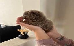 Pomeranian dogs for sale: Pomeranian puppies  - Image 10