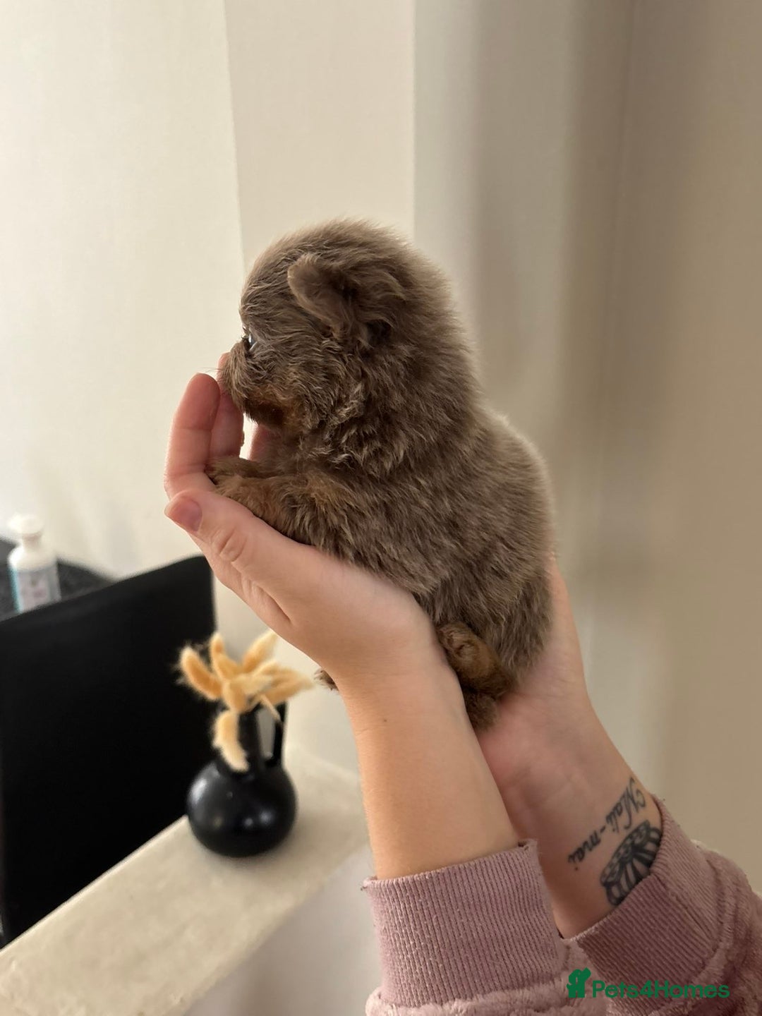 Pomeranian dogs for sale: Pomeranian puppies  - Image 10