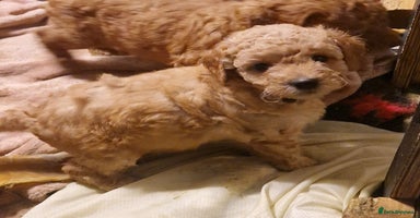 Goldendoodle dogs - Advert 2