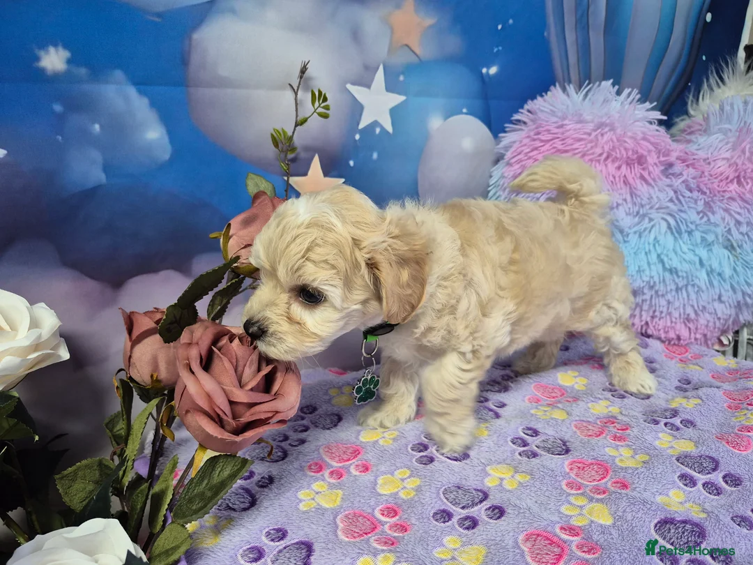 Maltipoo dogs for sale: Stunning Toy F1 Apricot & Cream maltipoo's - Advert 21