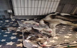 Siberian Husky dogs for sale: Siberian huskys puppys - Image 1