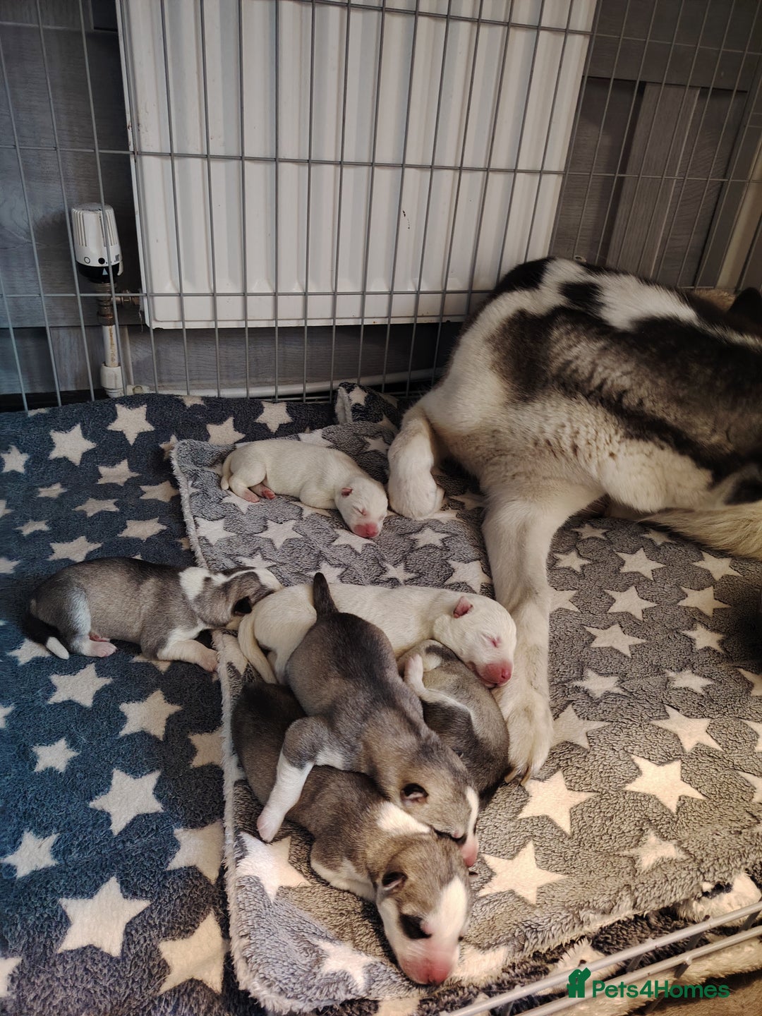 Siberian Husky dogs for sale: Siberian huskys puppys - Image 1