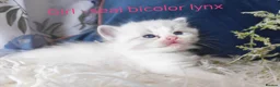Ragdoll cats for sale: GCCF REGISTERED BEAUTIFUL RAGDOLLS KITTENS  - Advert 5