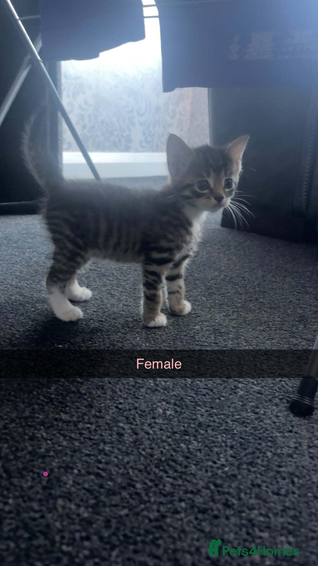 Mixed Breed cats for sale: Cuddly mixed breed kittens - Image 12