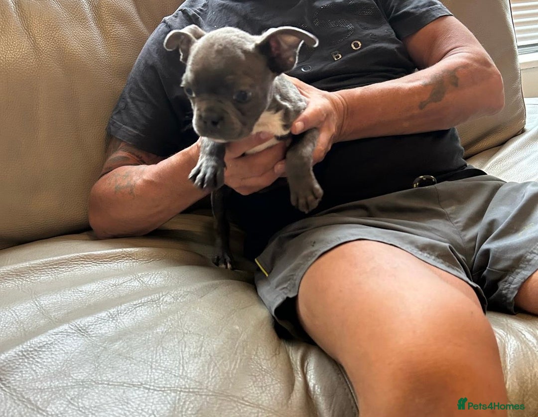 Boston Terrier dogs for sale: Beautiful KC Boston Terriers - Image 24