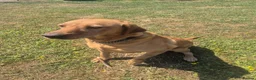Labrador Retriever dogs for sale: Kc reg fox red labrador  - Advert 8