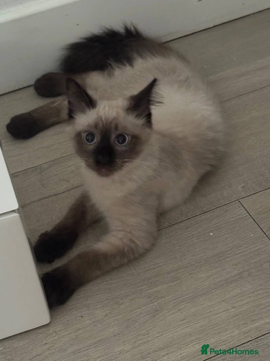 Siamese cats for sale: Stunning Siamese Kitten looking for home in London - Advert 4