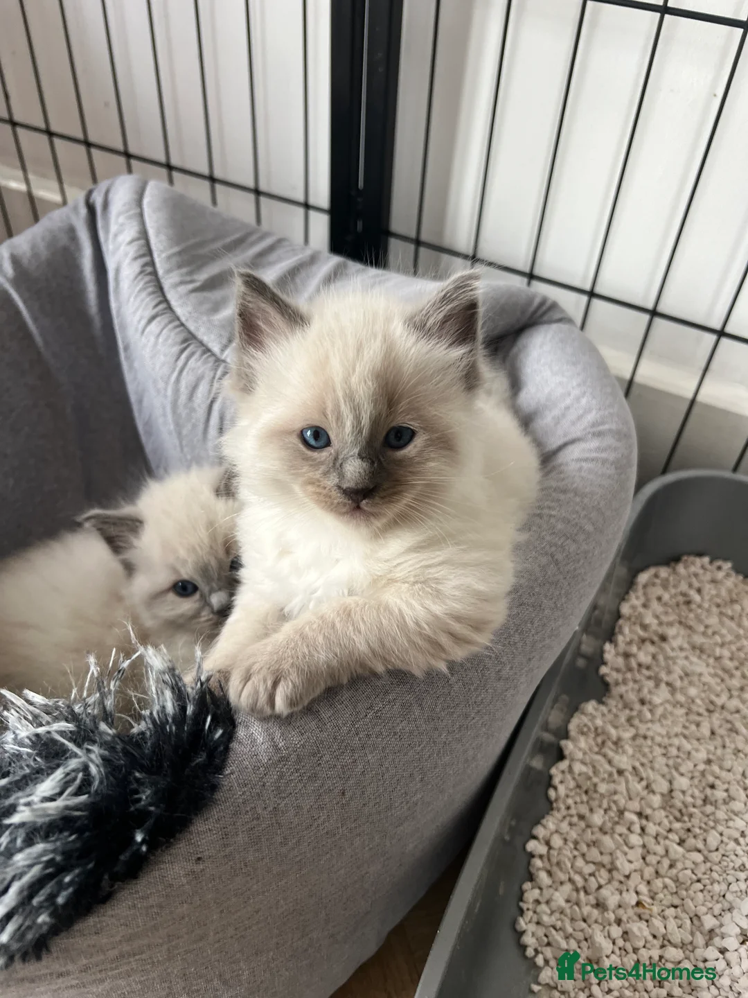 Ragdoll cats for sale: Blue point Ragdoll kittens  - Advert 2
