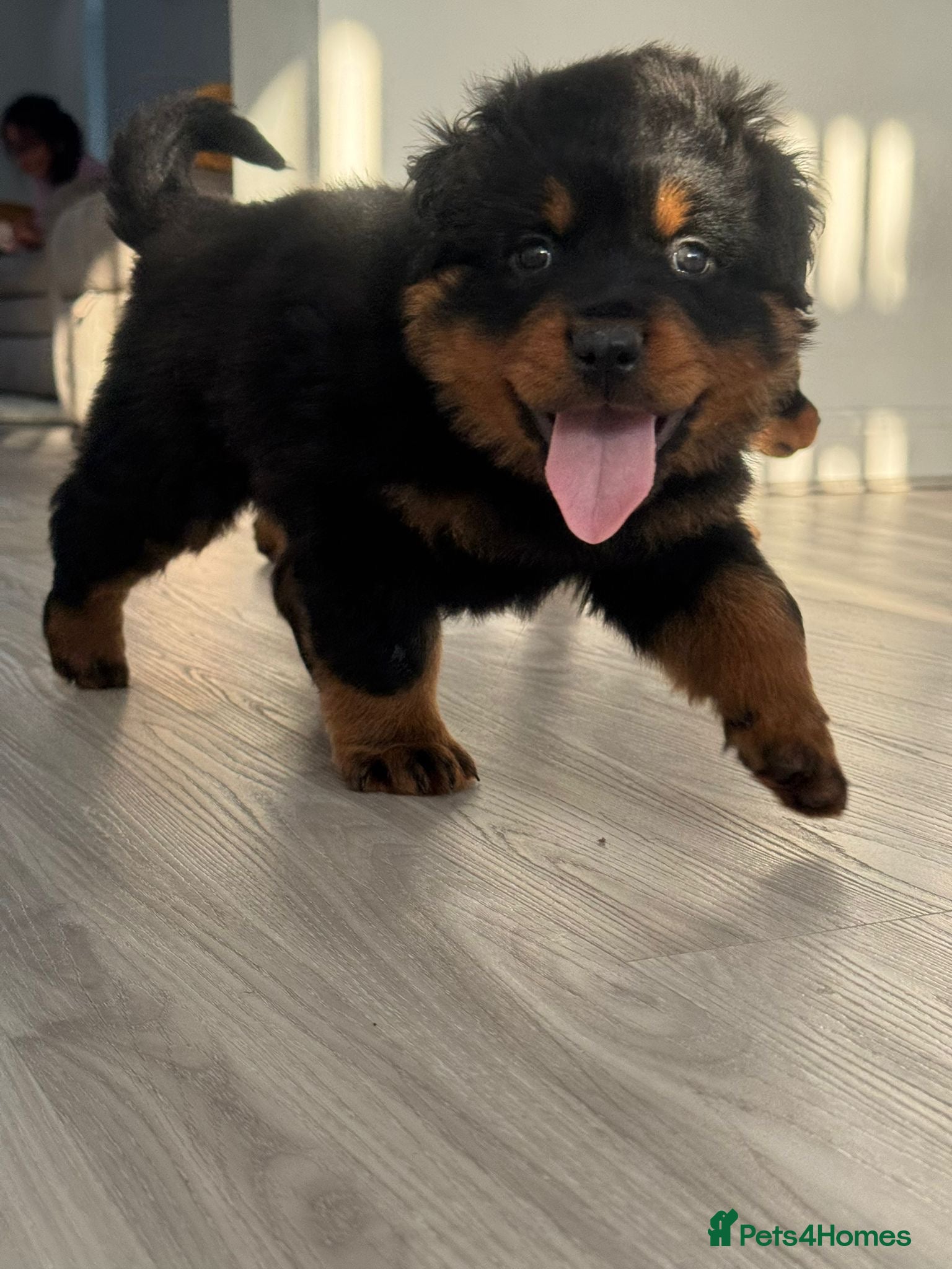 Rottweiler dogs Pick of Litter Old school type  Fluffy Male Puppy  - Advert 9