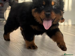 Rottweiler dogs Pick of Litter Old school type Fluffy Male Puppy - Advert 1