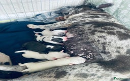 Mixed Breed dogs for sale: Frenchie x pocket bully male puppys - Image 7