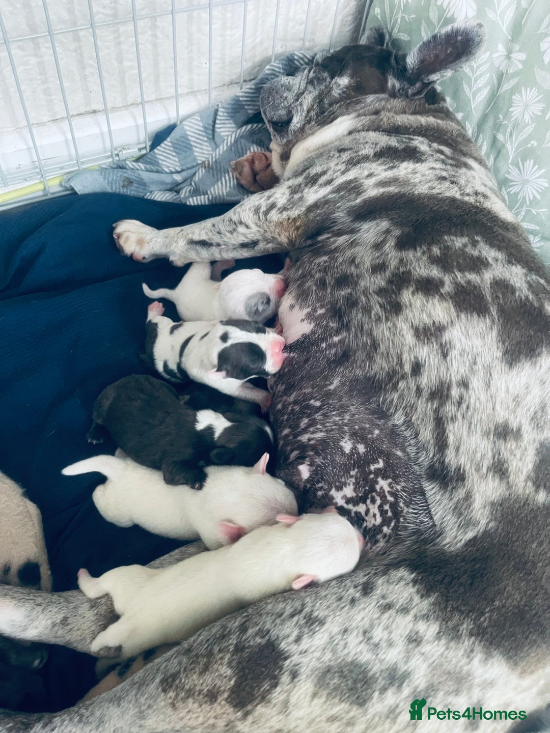 Mixed Breed dogs for sale: Frenchie x pocket bully male puppys - Image 7