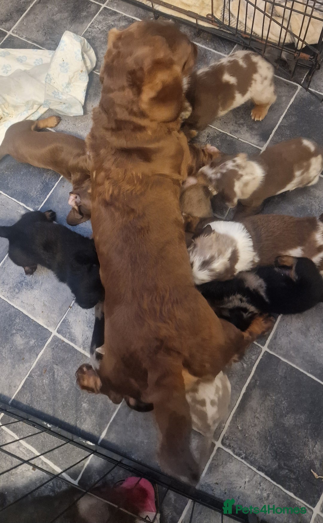 Miniature Dachshund dogs for sale: Miniature Dachshund smooth & dapple wire haired  - Advert 1