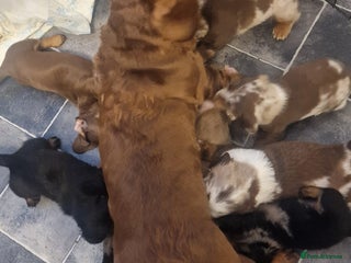 Miniature Dachshund dogs Miniature Dachshund smooth & dapple wire haired - Advert 2