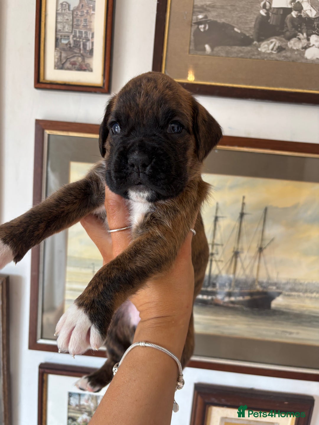 Week Brindle Boxer Pups Small Brindle Boxer Brindle Boxer How To