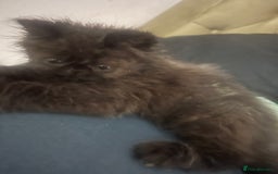 Persian cats for sale: REDUCED Champion Line Black Persians.  - Image 12