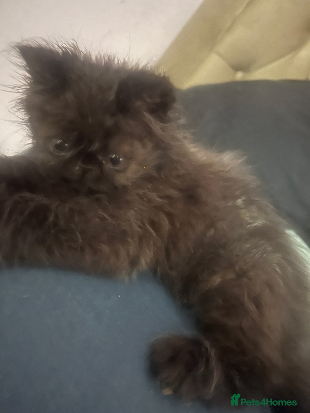 Persian cats for sale: REDUCED Champion Line Black Persians.  - Image 12