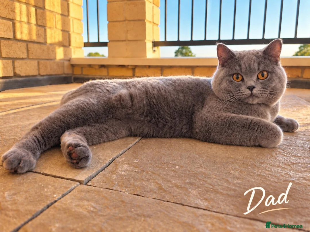British Shorthair cats for sale: Adorable British Shorthair kitten in Kingston - Advert 2