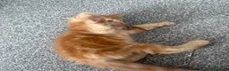 Mixed Breed cats for sale: Mixed breed kittens  - Advert 4