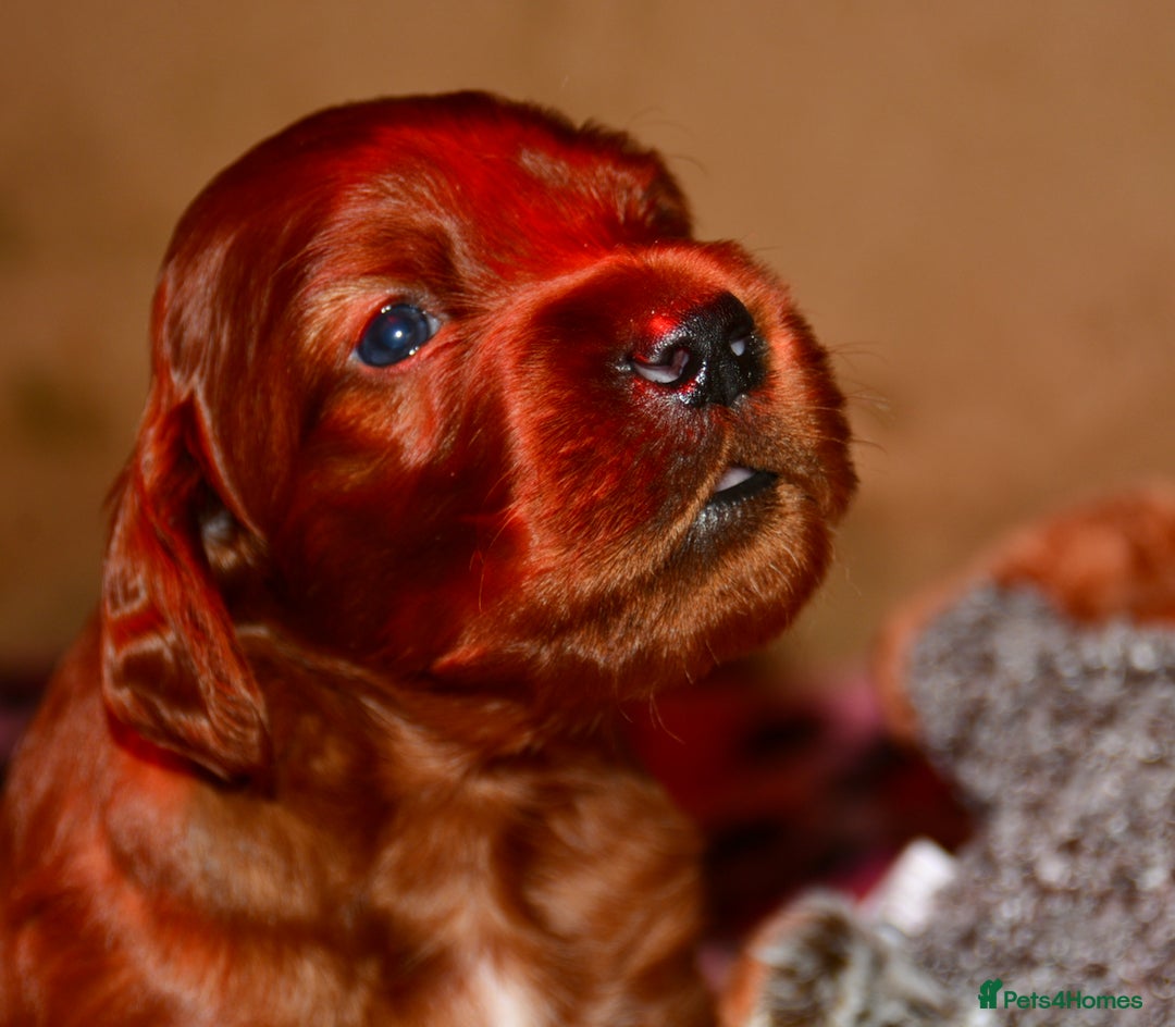 Irish Setter dogs for sale: Quality Irish setter puppies KC Registered - Advert 1