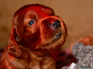 Irish Setter dogs Quality Irish setter puppies KC Registered - Advert 1