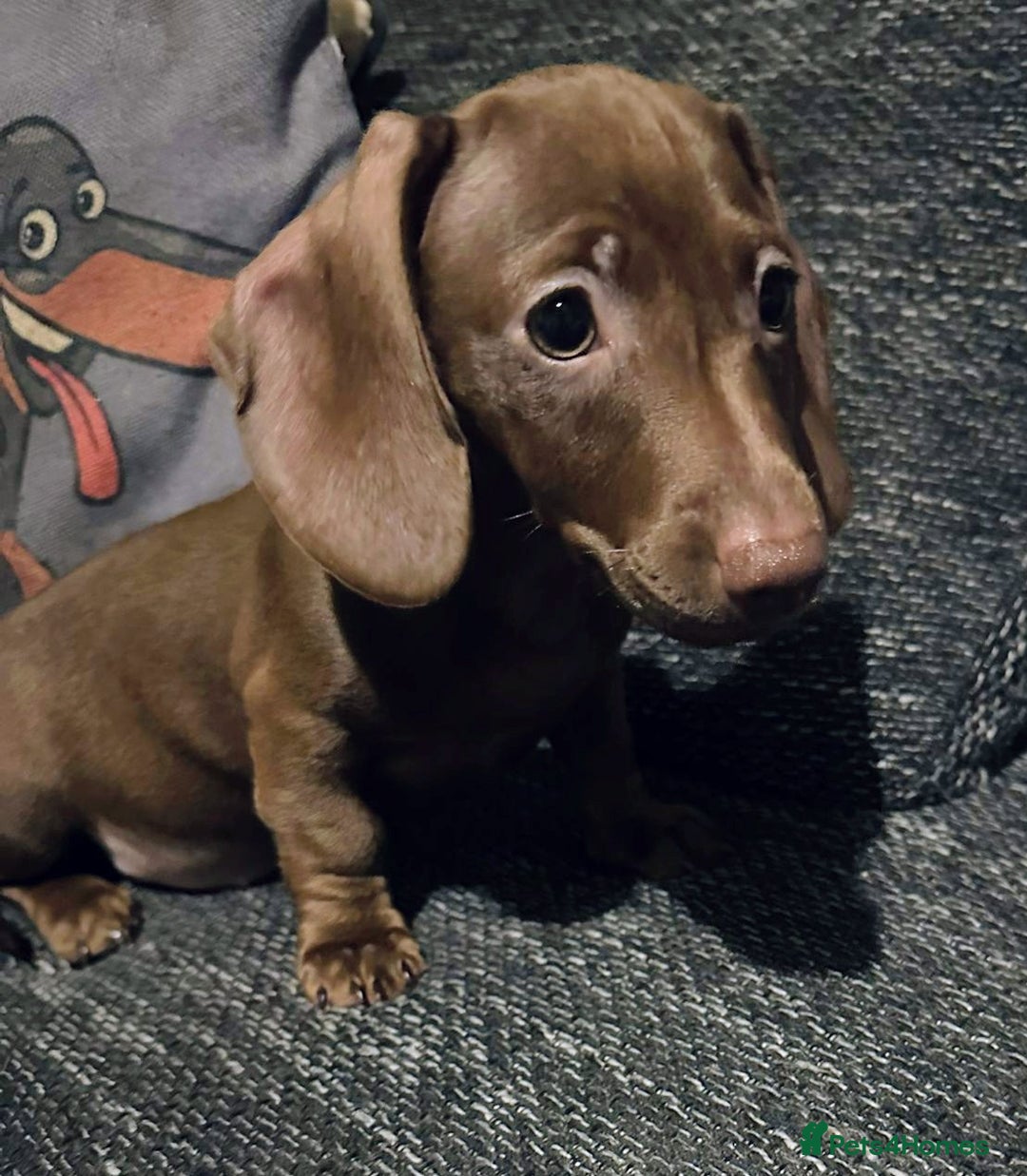 Miniature Dachshund dogs for sale: KC registered  PRA clear girls READY TO LEAVE  - Advert 9