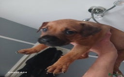 American Bull Staffy dogs for sale: 4 BEAUTIFUL PUPPIES - Image 9