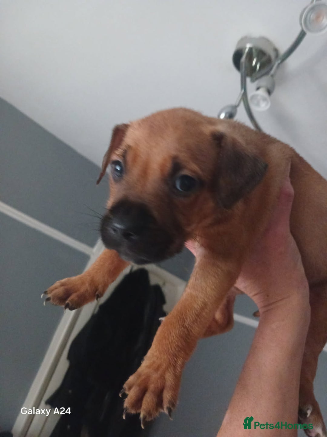 American Bull Staffy dogs for sale: 4 BEAUTIFUL PUPPIES - Image 9