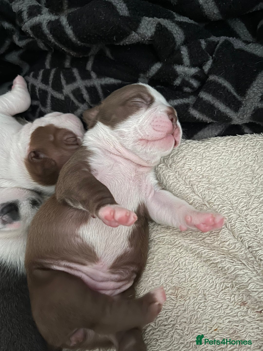 Boston Terrier dogs for sale: Stunning Bostons *1 BEAUTIFUL BOY REMAINING* - Advert 11