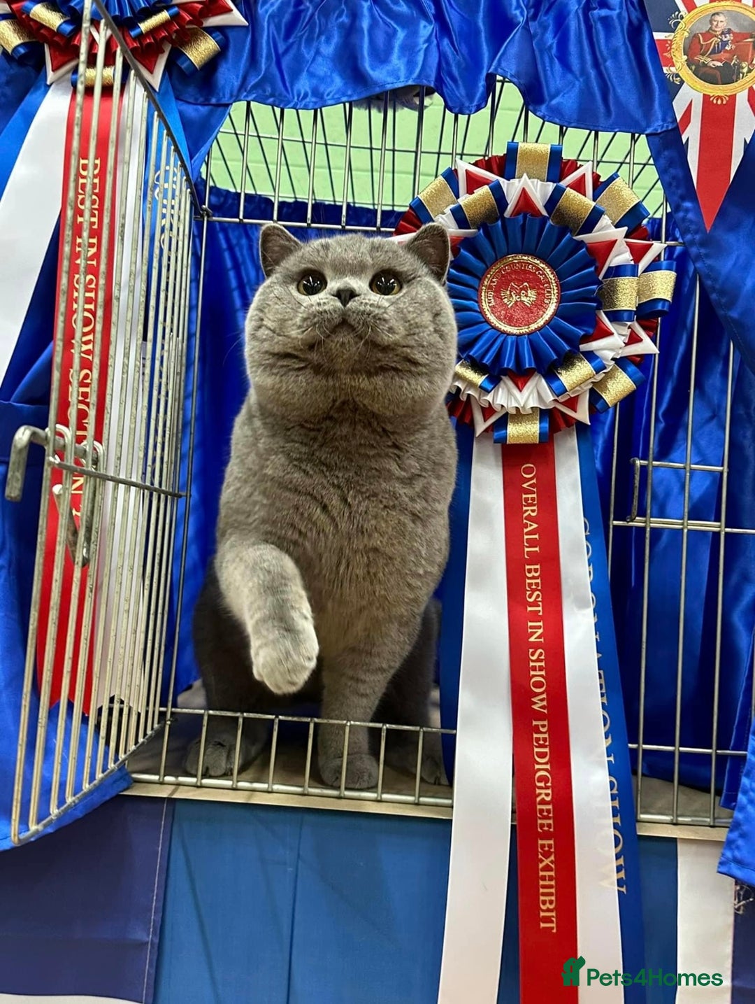 British Shorthair cats for sale: Gorgeous Quality British Kittens - Advert 20