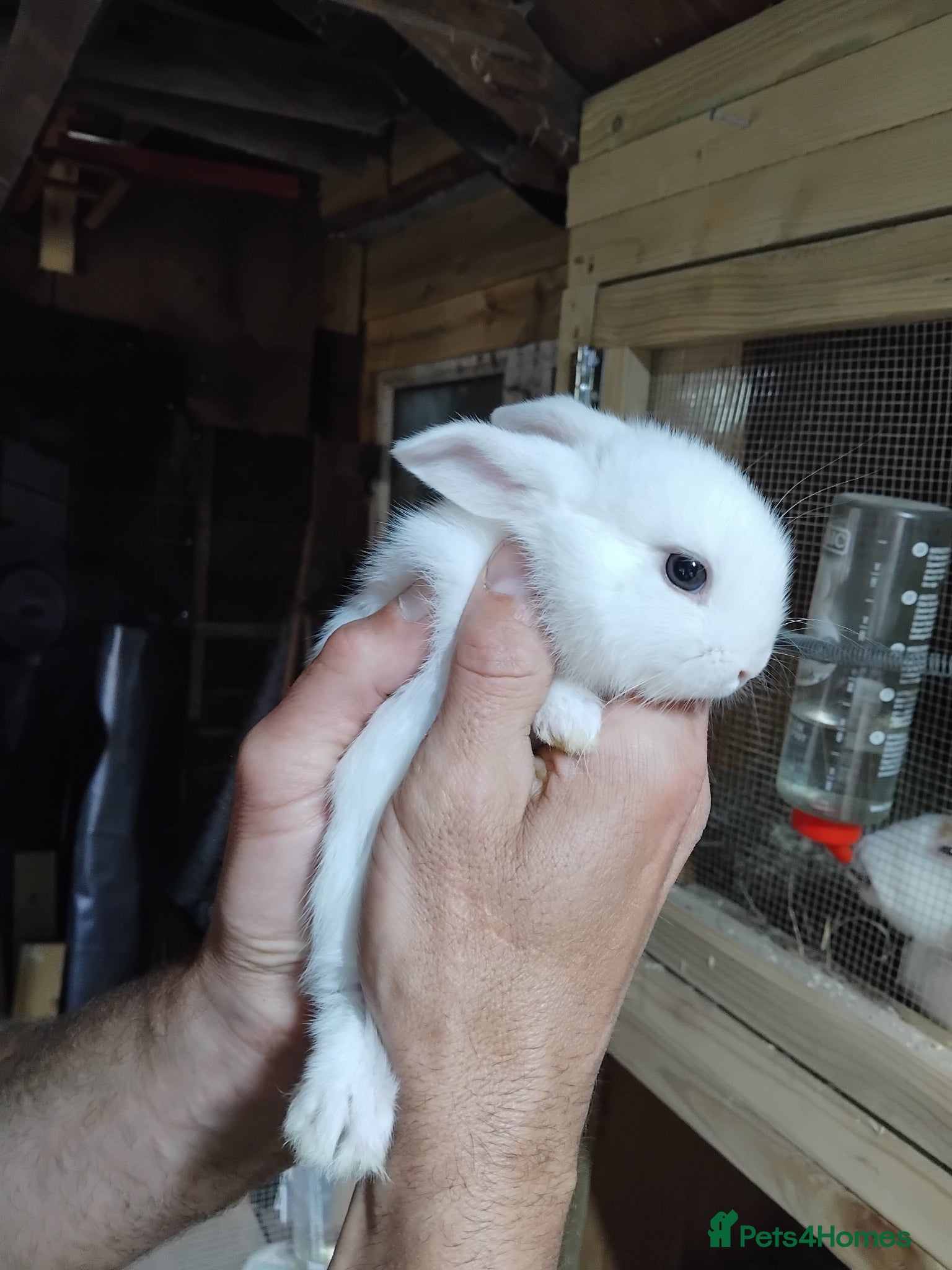 Mini Lop rabbits Baby lops - Advert 9