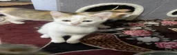 British Shorthair cats for sale: Multiple British Short Hair Kitten For Sale £100 - Advert 3