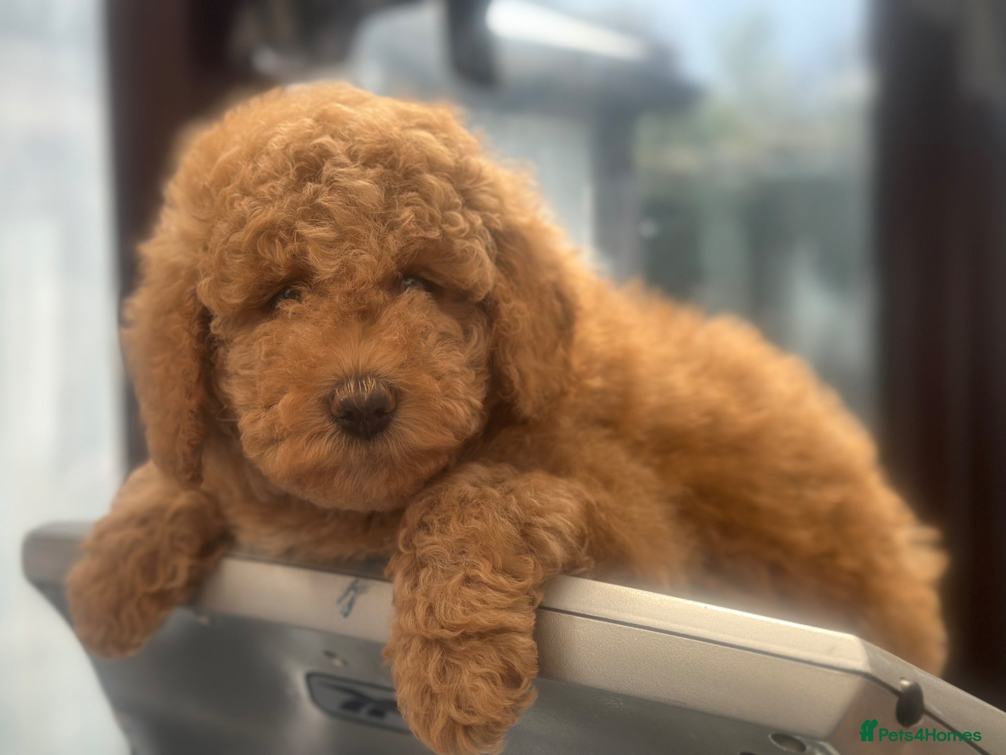 Goldendoodle dogs F1B MINI/MEDIUM GOLDENDOODLES BAILEY 1795 - Advert 2
