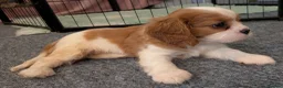 Cavalier King Charles Spaniel dogs for sale: KC Health Tested Cavalier King Charles Spaniel Pup - Advert 3