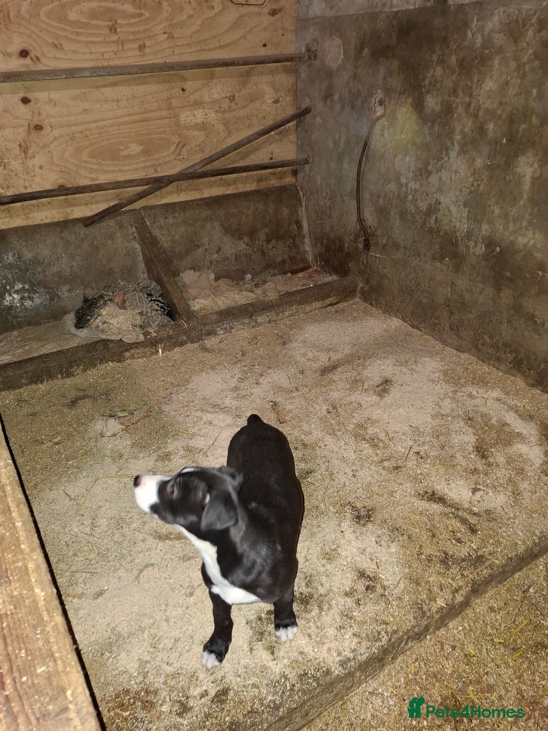 Lurcher dogs for sale: Lurcher pups for sale  - Advert 7